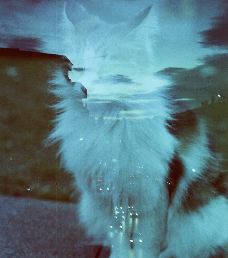 正しさ・成長・希望・未来という社会の重さを引き受けず、衝動・速度・一瞬・感覚で生きるという選択。世界の遅さから降りるための思考ログ。